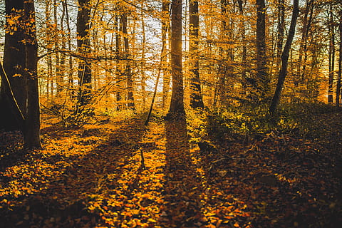 Shadow Autumn Forest, nature, tree, leaf, outdoors, woodland HD wallpaper