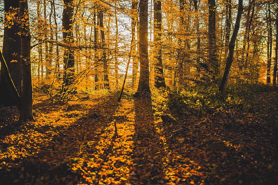 Shadow Autumn Forest, nature, tree, leaf, outdoors, woodland HD wallpaper