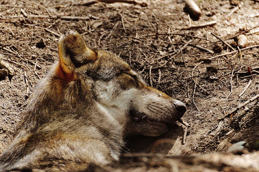 wolf, sleeping, relaxed, animal, wild animal, animal world HD wallpaper