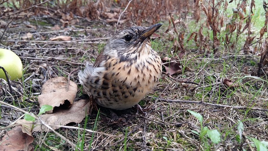 birds, socket, chicks, bird's nest, thrush, young, nature, animal HD wallpaper