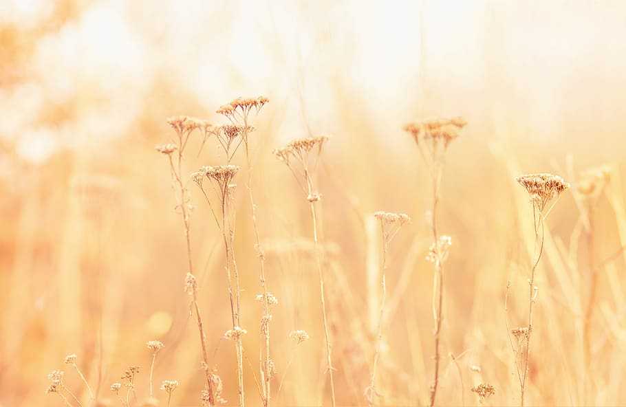 Autumnal chimes., yellow petaled flower in bloom, grass, field HD wallpaper