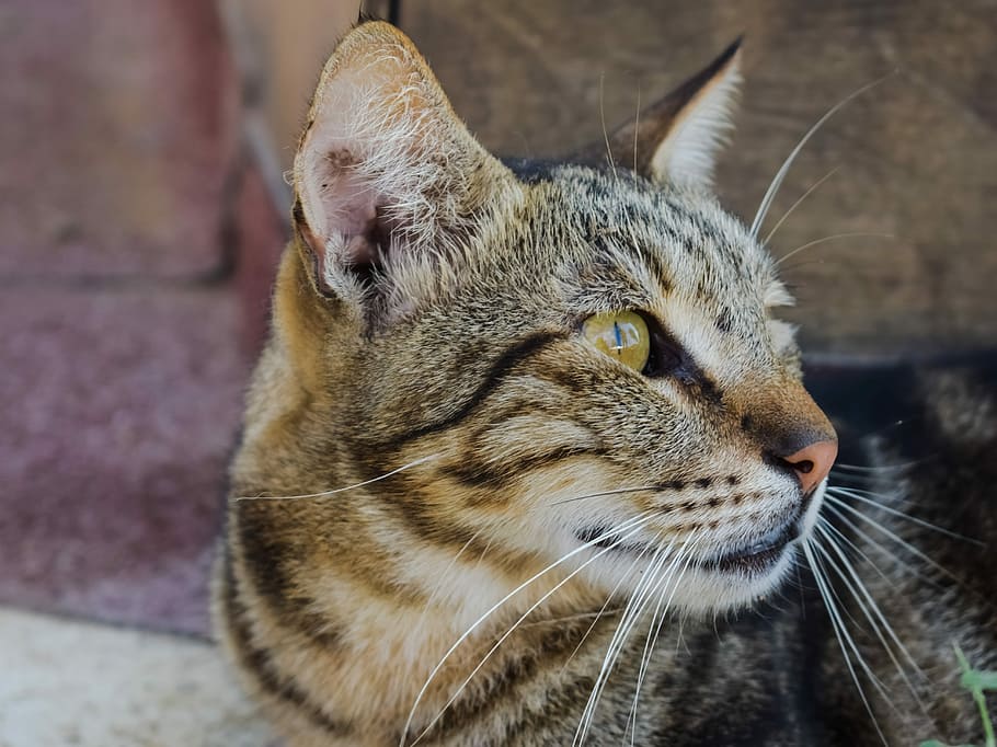 cat, stray, animal, cute, homeless, street, kitten, looking HD wallpaper