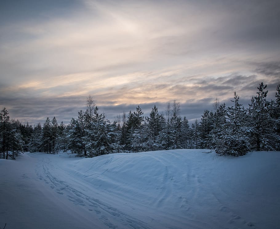 snow, winter, coldly, frozen, leann, sky, evening, pine, forest HD wallpaper