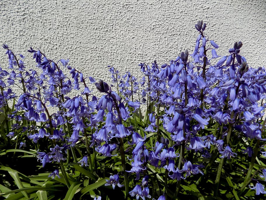 Flowers, Garden, Spring, Violet, Purple, spring flowers, nature HD wallpaper
