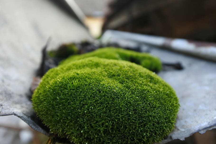 blur, close-up, color, environment, focus, fresh, freshness HD wallpaper