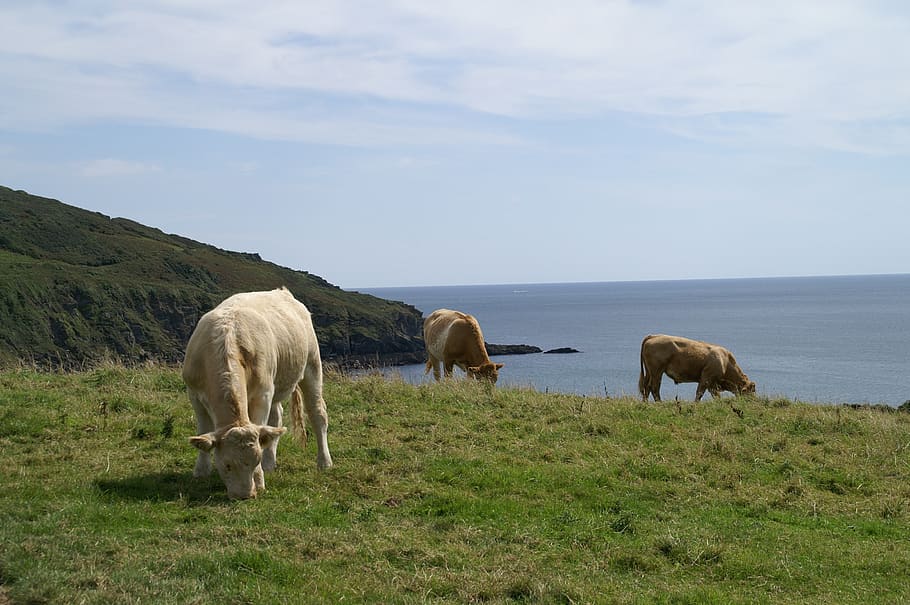 cornwall, cows, pasture, coast, mammal, animal, group of animals HD wallpaper