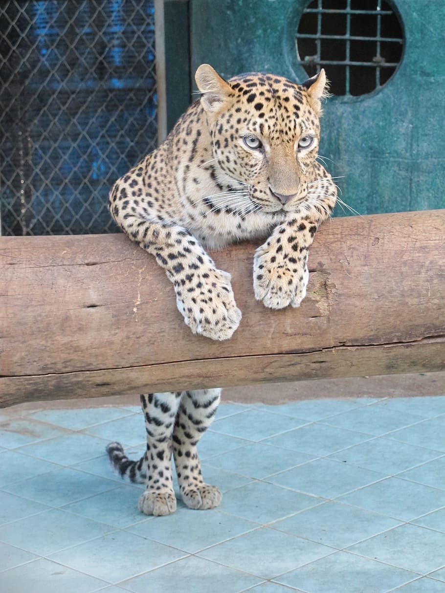 kisa, leopard, zoo, feline, big cat, animal, mammal, one animal HD wallpaper