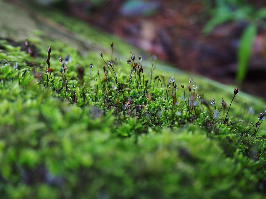 green, plant, nature, refreshing, selective focus, growth, green color HD wallpaper
