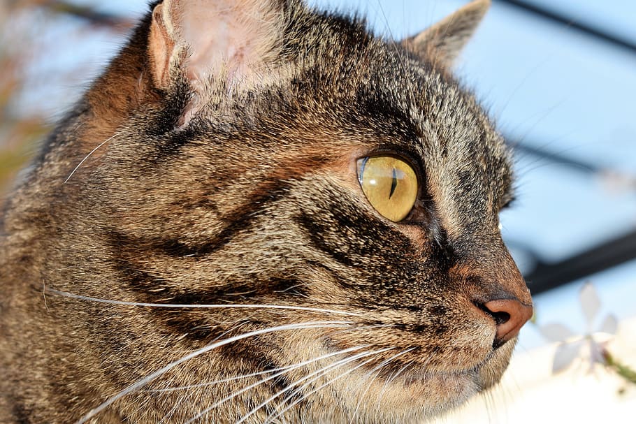 cat, animal, mackerel, pet, domestic cat, cat's eyes, cat face HD wallpaper