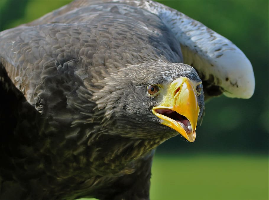 stellar sea eagle, bird, beak, hunter, predator, prey, raptor HD wallpaper