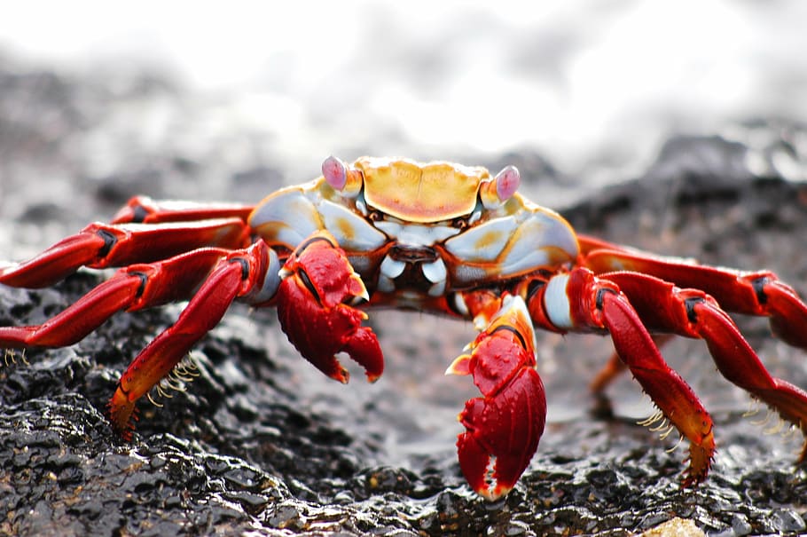 shallow focus photography of red and gray crab, galapagos, krabbe
