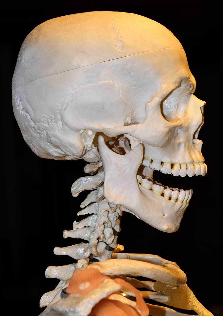 human skeleton, spine, cervical spine, mandible, upper jaw, eye sockets