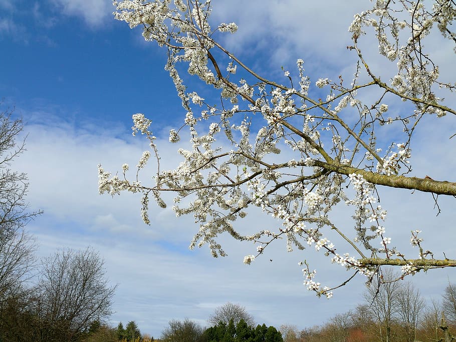 spring, tree blossoms, white flowers, nature, branch, blue HD wallpaper