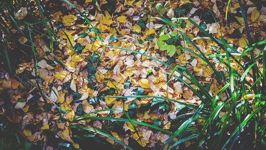 yellow leaves with green linear plants, brown and green leaves on ground HD wallpaper