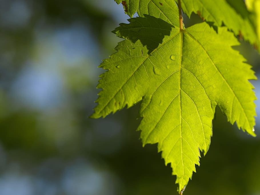 leaf, maple, sun, maple leaf, green, canadian, plant part, green color HD wallpaper