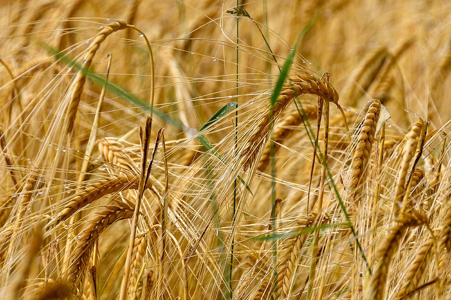 wheat, cereals, field, grain, agriculture, plant, food, harvest HD wallpaper