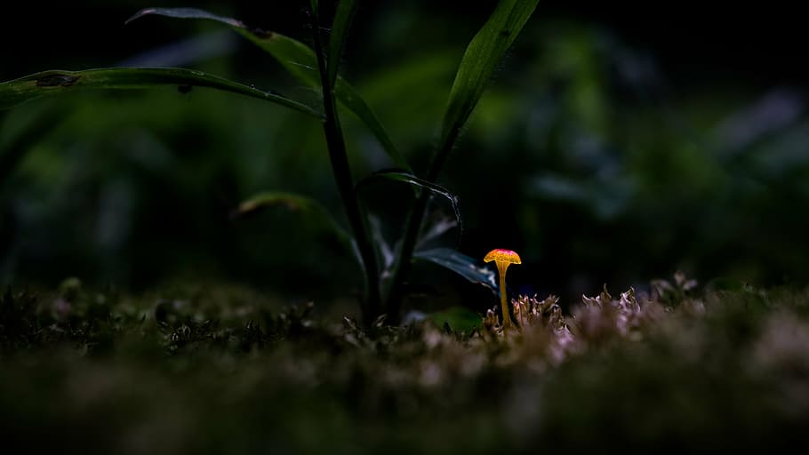green leafed plant, abstract, close up, glow, grass, macro HD wallpaper