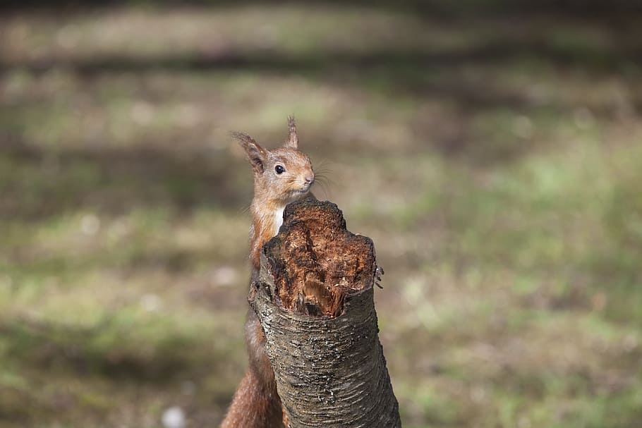 red squirrel, animal, sciurus, mammal, wildlife, vulgaris, one animal HD wallpaper