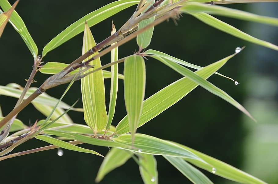 bamboo, zen, dew, plant, growth, green color, plant part, leaf HD wallpaper