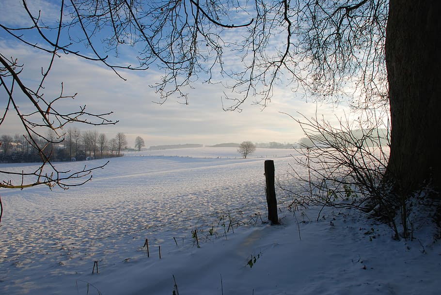 winter, frozen, trees, white, cold, season, ice, frost, holiday HD wallpaper