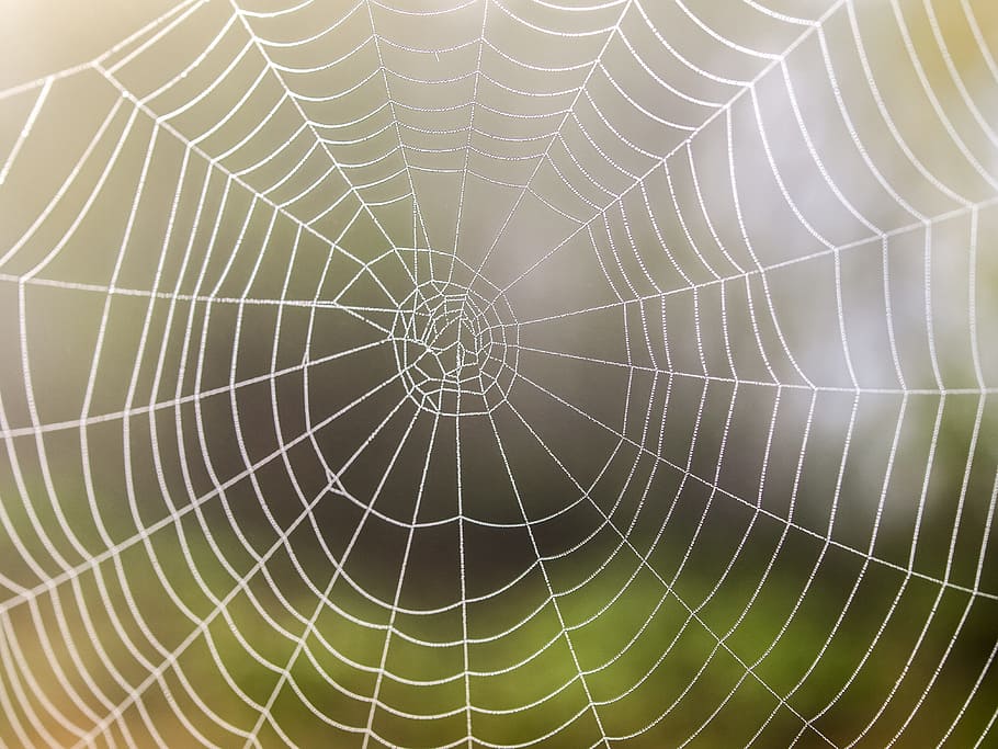 Cobweb, Nature, Spider, backgrounds, full frame, textured, spider web HD wallpaper