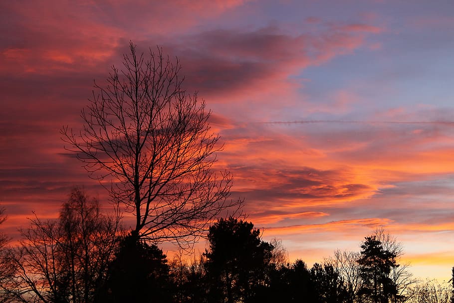 evening sky, nature, abendstimmung, clouds, reddish, tree, sunset HD wallpaper