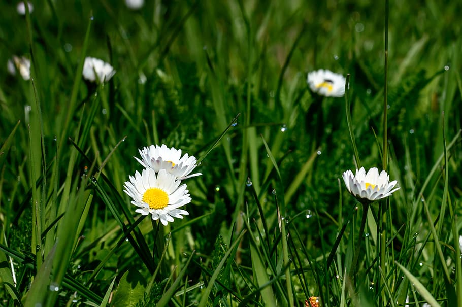 spring, daisy, white, blossom, bloom, flowers, wildflowers HD wallpaper