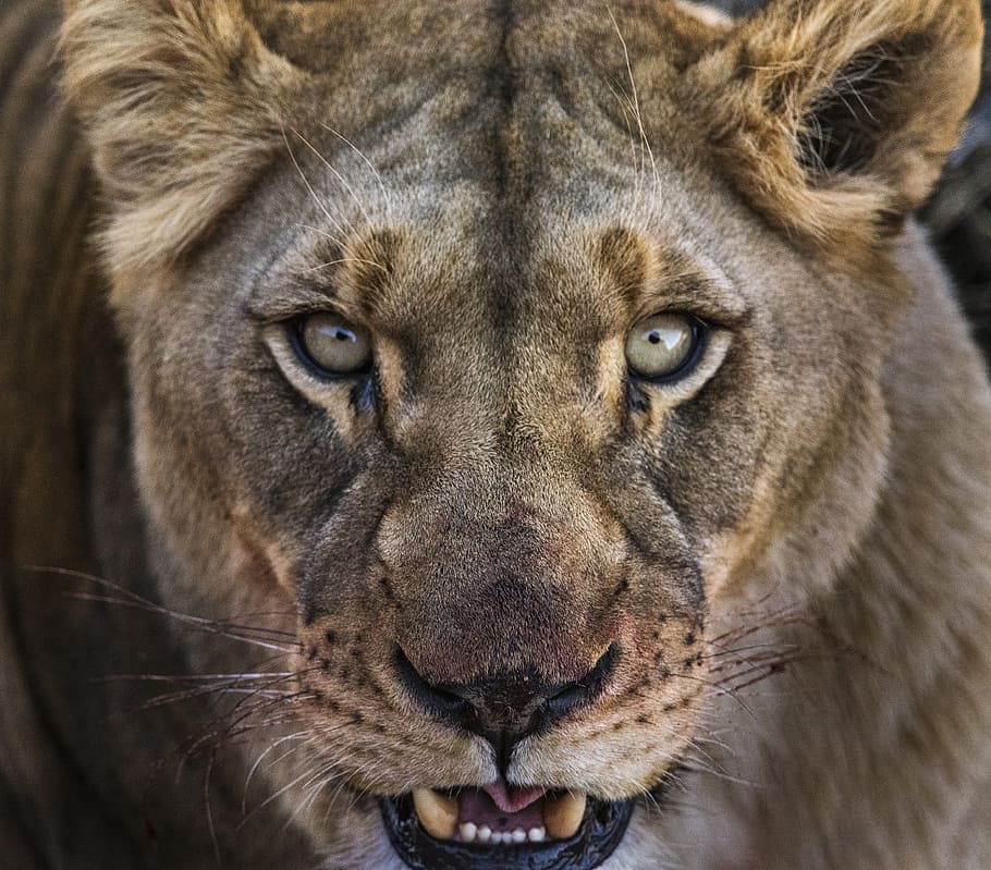 close up photo of gray lion, lioness, eyes, portrait, blood, ferocious