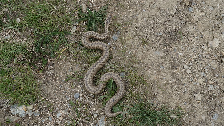 Snake, Adder, Mountains, Alpine, Helm, south tyrol, italy, animal wildlife HD wallpaper