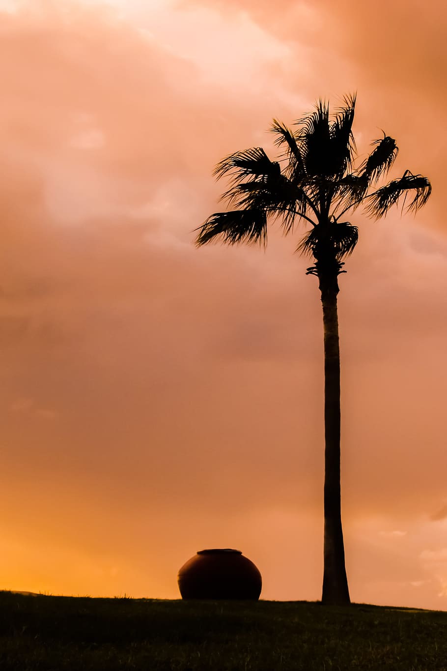 Palm Tree, Pottery, Container, traditional, afternoon, dusk HD wallpaper