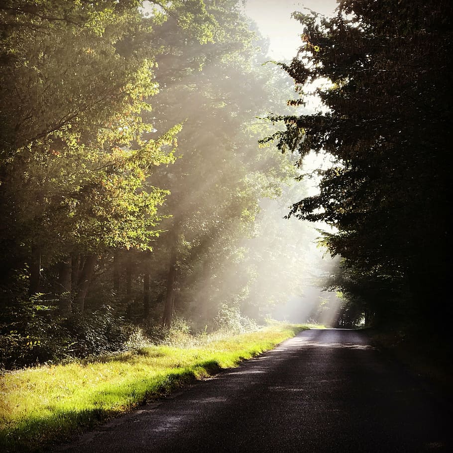 forest, road, shadow, tree, nature, trees, vegetation, landscape HD wallpaper