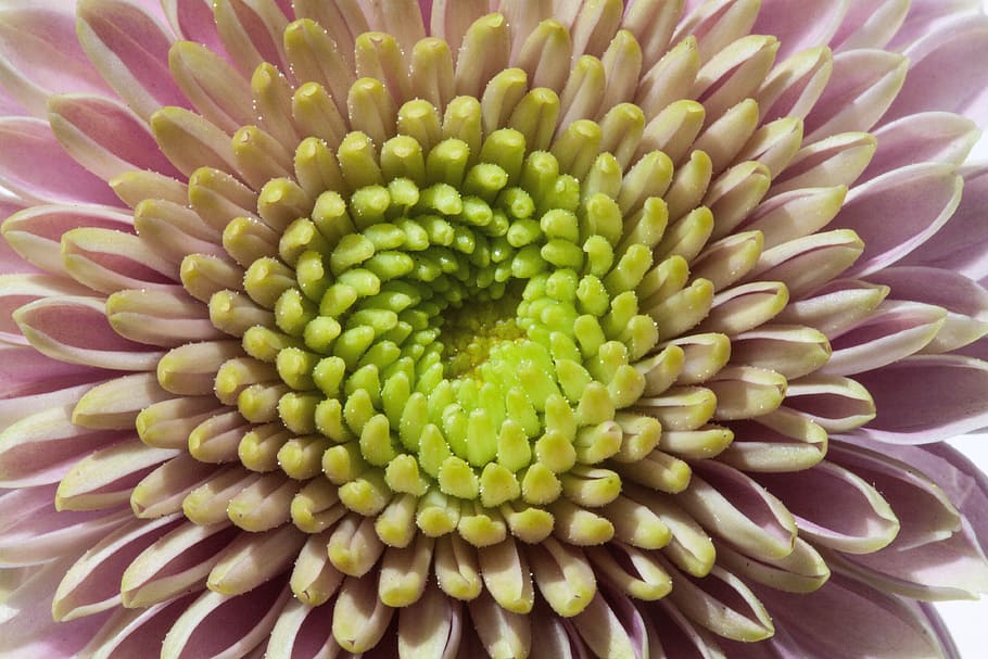 chrysanthemum, macro, green, pink, purple, close, plant, flower HD wallpaper