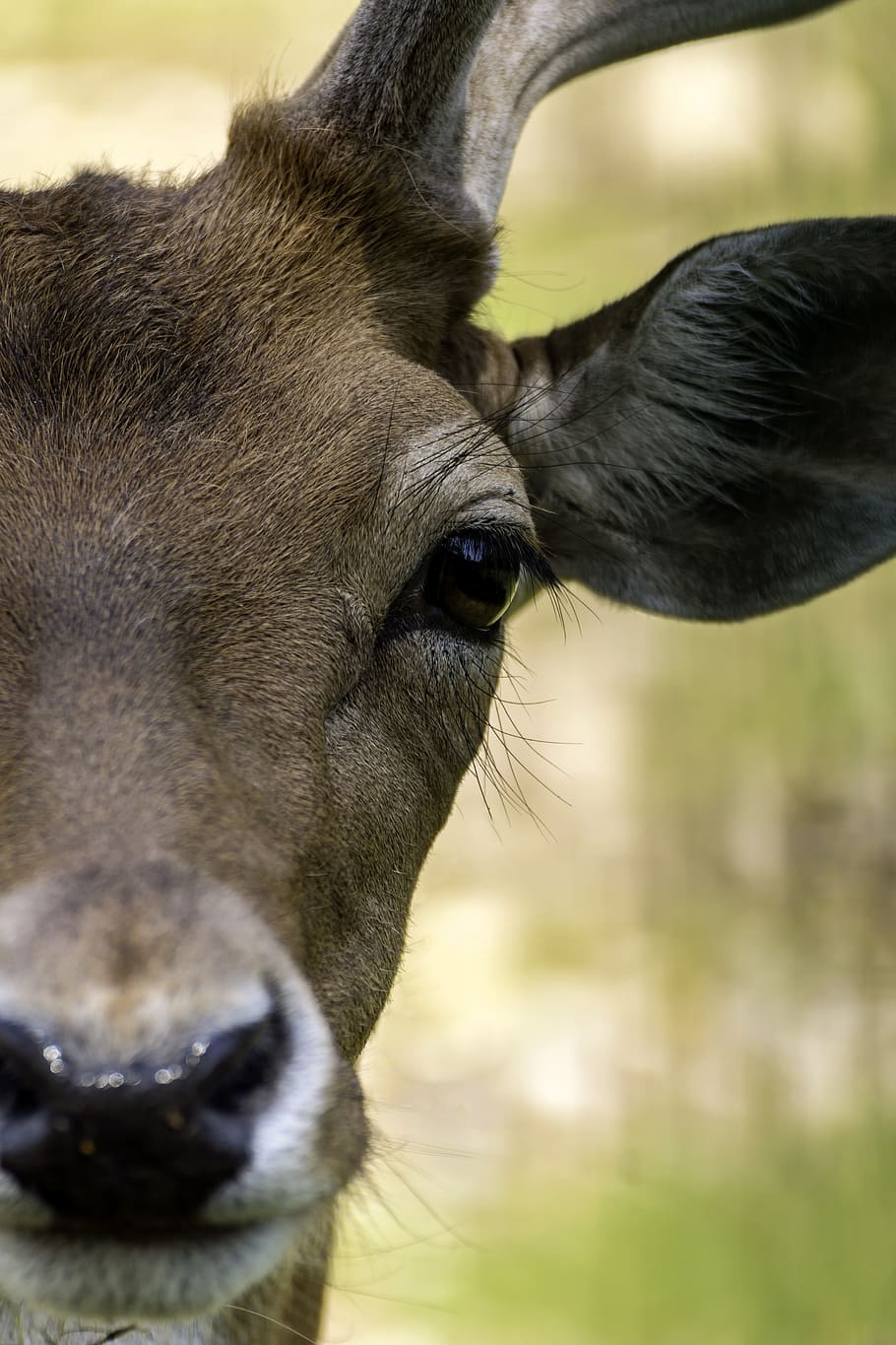 deer, nature, colors, mammal, animal themes, one animal, domestic animals HD wallpaper