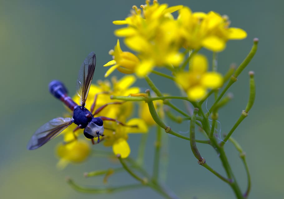 Wasp, Flower, Yellow, Petals, Nature, wild, insect, plant, fragility HD wallpaper
