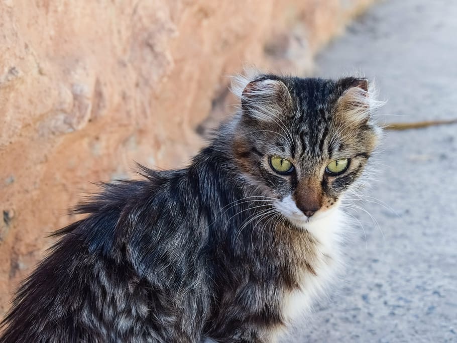 selective focus photo of a brown and black cat, stray, eyes HD wallpaper