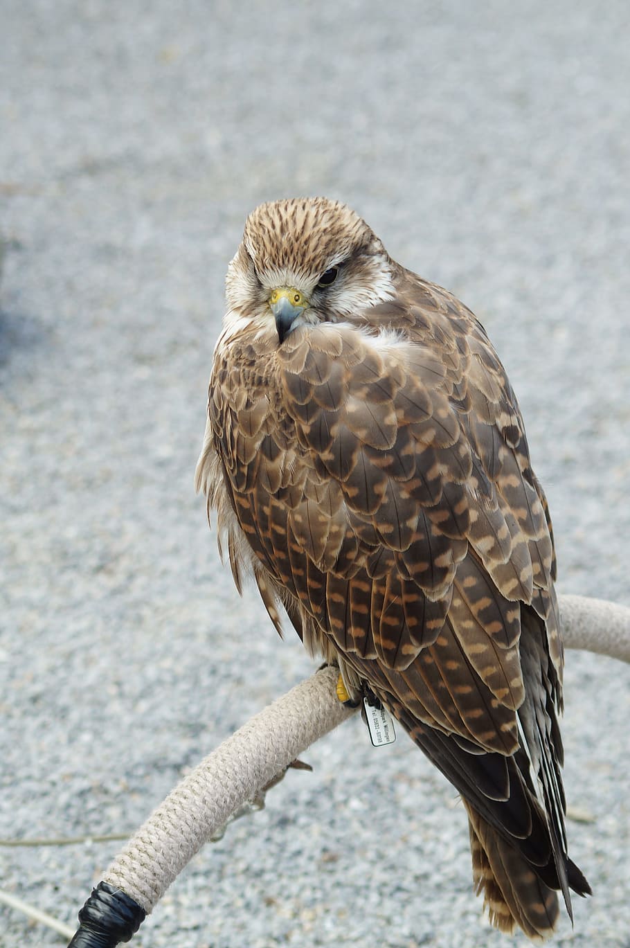 Falcon, Raptor, Bird, Plumage, fluffy, animal world, bill, claw