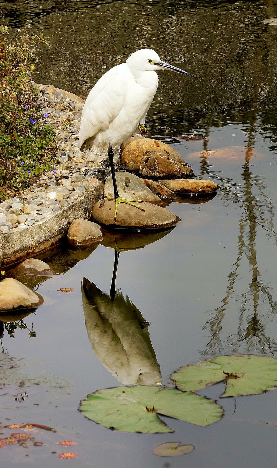 bird, reflection, water, wildlife, pond, animal, animal themes HD wallpaper
