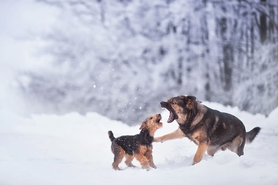 black and tan German Shepherd with puppy on snow coated area HD wallpaper