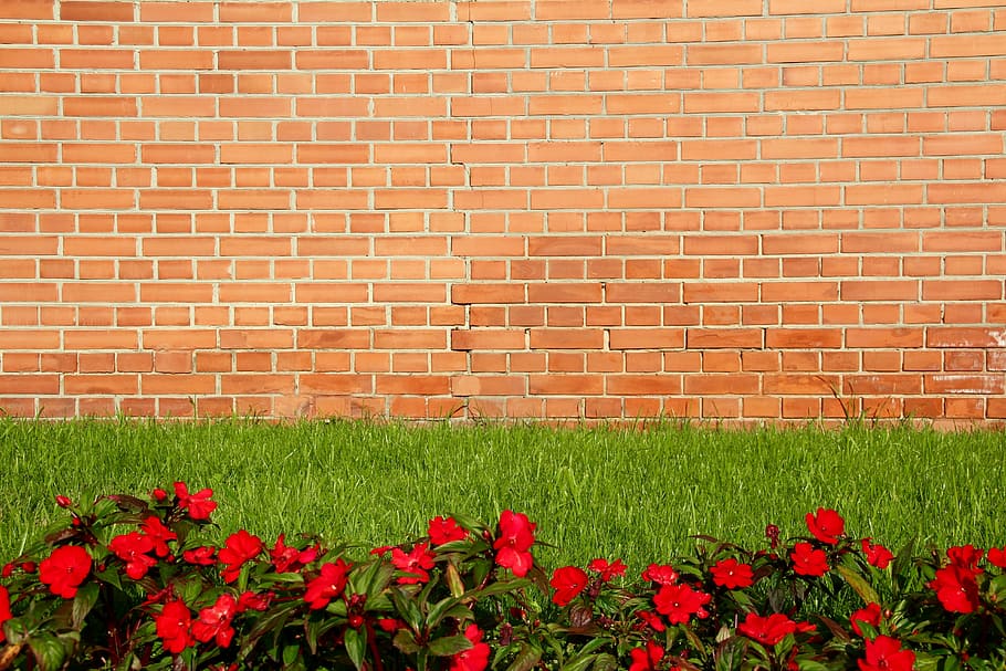 wall, red, flowers, rush, brick, bricks, brick wall, nature HD wallpaper