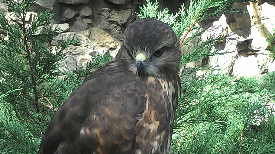 bird, hawk, zoo, nature, sunny, wild, animal, animal themes HD wallpaper