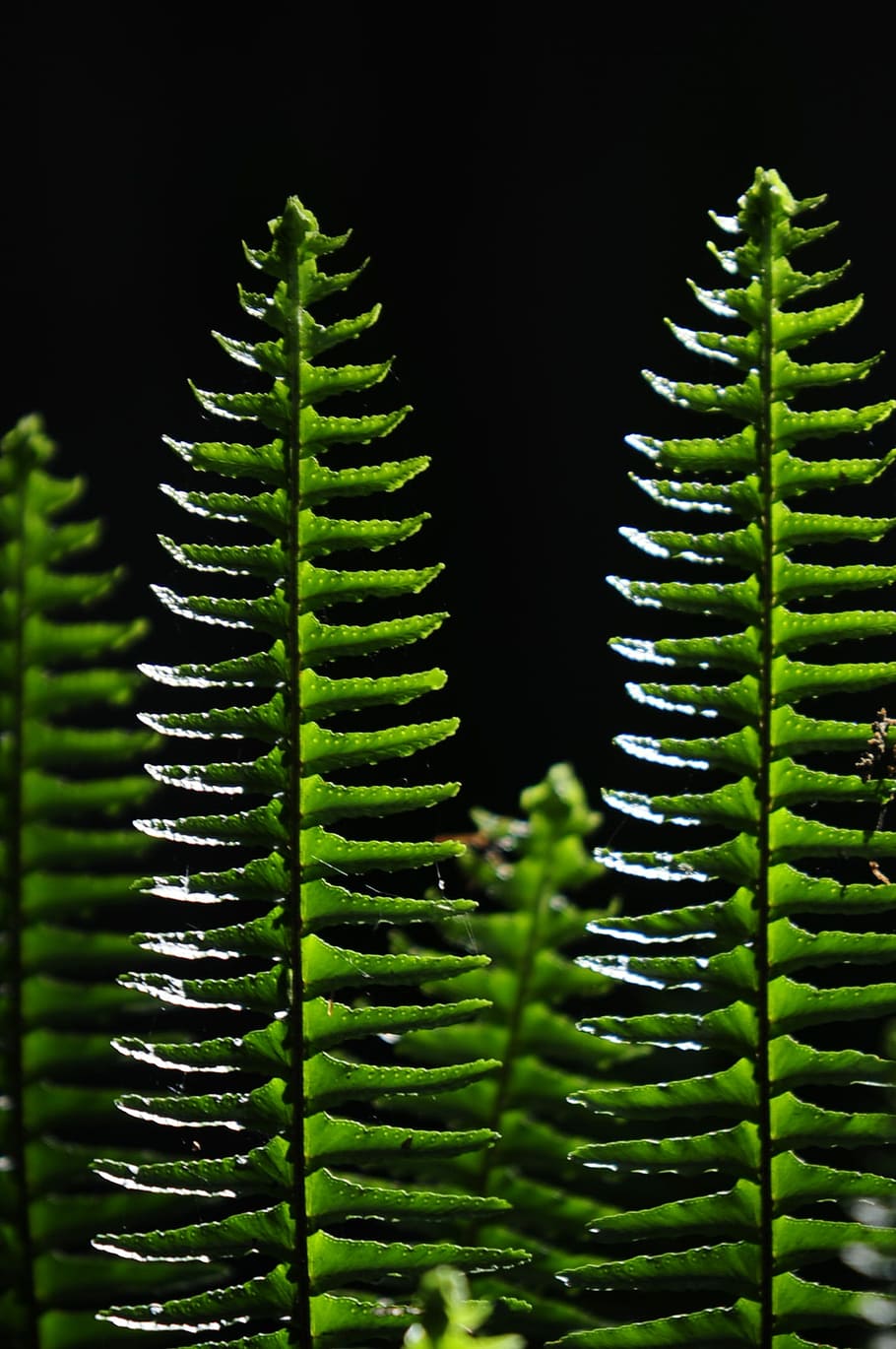 Ferns, Vertical, green, growth, green color, nature, cactus HD wallpaper