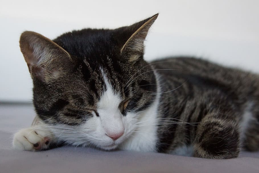 cat, tiger cat, relax, sleep, domestic, pets, domestic cat HD wallpaper