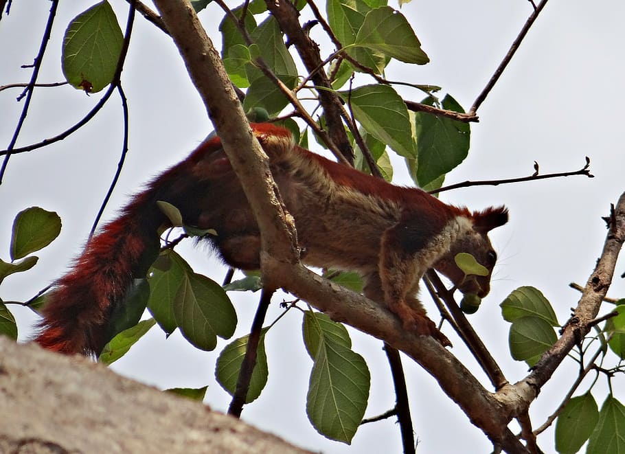 malabar giant squirrel, ratufa indica, indian giant squirrel, HD wallpaper
