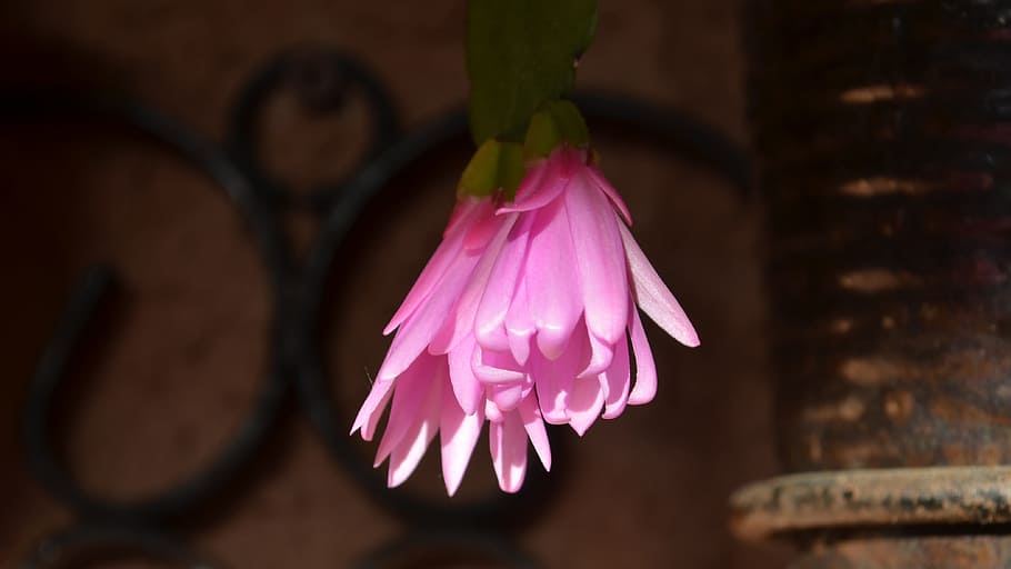 Epi, Cactus, Blooming, epi-cactus, flowering cactus, epiphyllum, HD wallpaper