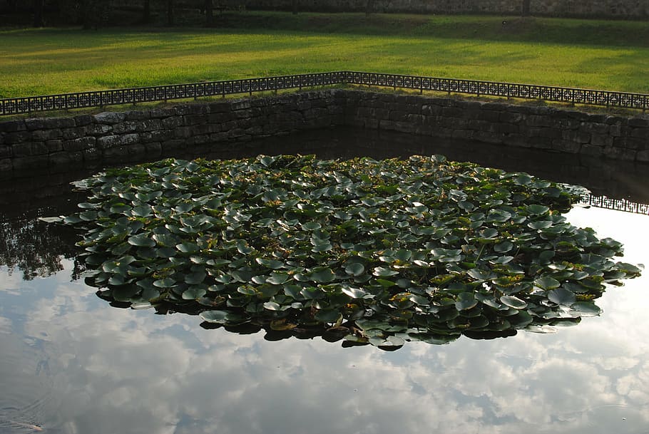 grant, pond, autumn, nature, plant, growth, no people, tree HD wallpaper