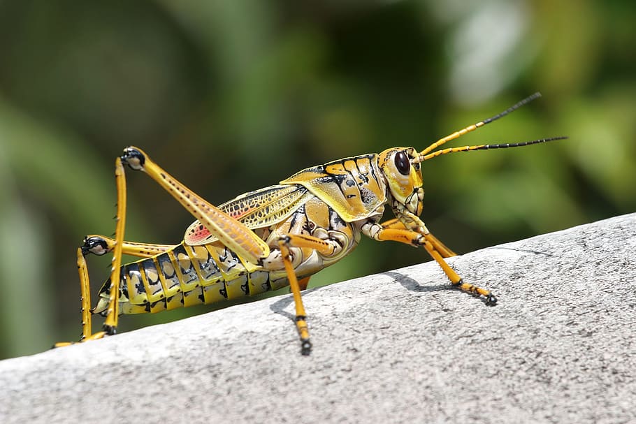eastern lubber grasshopper in closeup photography, caelifera, HD wallpaper