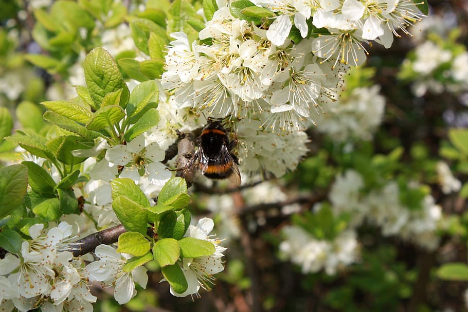 spring, blossom, bee, white, tree, flower, summer, season, lovely HD wallpaper