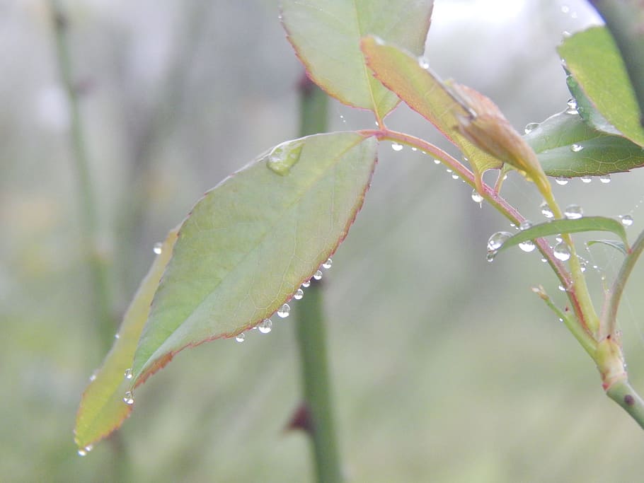 leaves, wet, droplets, rain, plant, leaf, plant part, water HD wallpaper