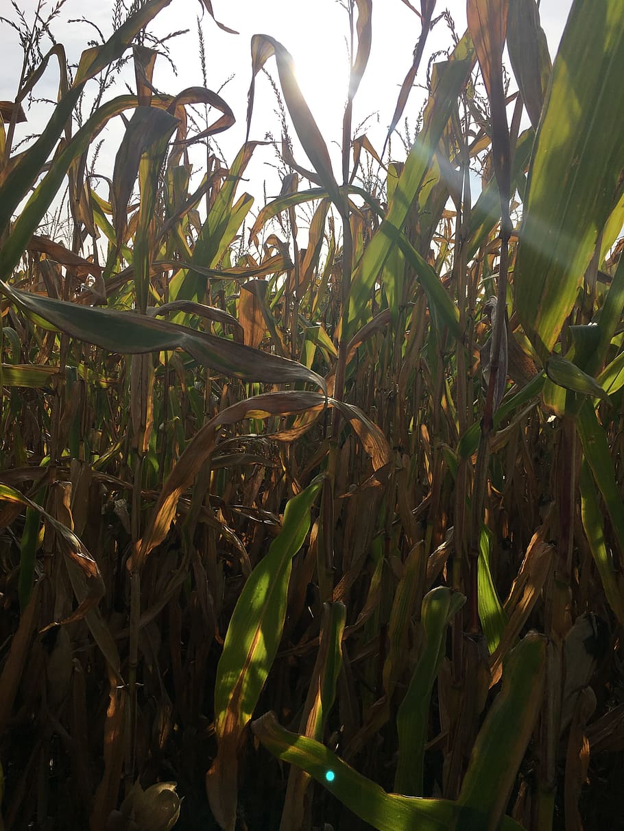 autumn, corn, corn on the cob, harvest, nature, field, corn maze, HD wallpaper