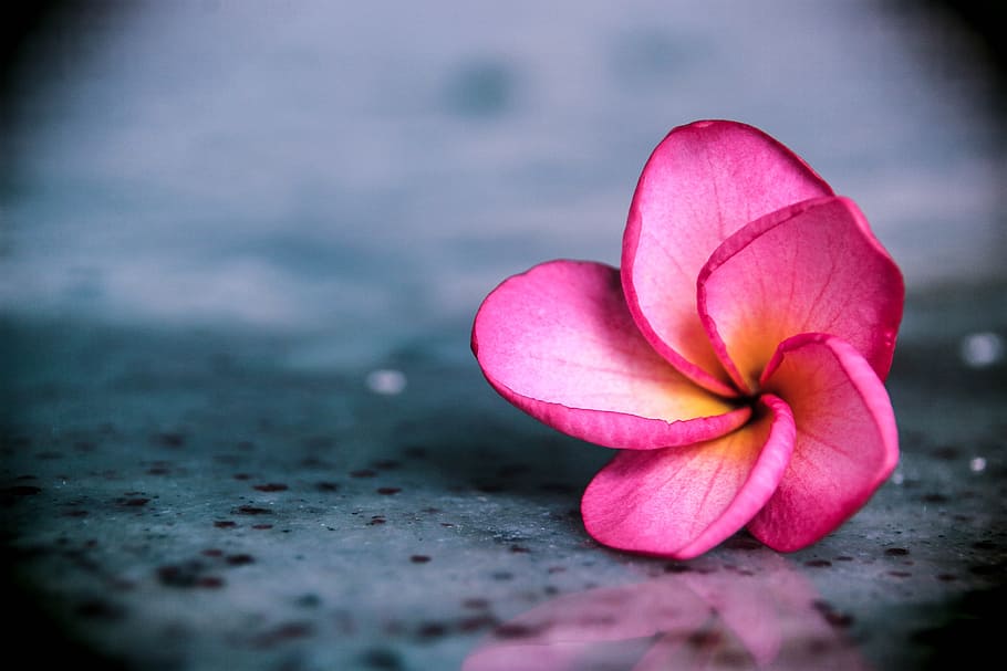 selective focus photography of pink adenium flower on floor, Plumeria